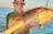 5 Hour Outer Harbour - Half Day Fishing Charter
