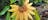 Bulbophyllum mastersianum