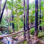 Zebedee Springs in El Questro