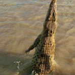 Jumping croc