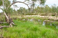 Section of Ormiston Creek, near to the old homestead ruins