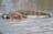 Corroboree Billabong Wetland Cruises - 1.5 hour morning cruise - Self Drive Option