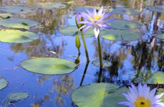 Waterlilies at Caranbirini Waterhole