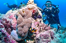 Down Under Cruise & Dive Cairns