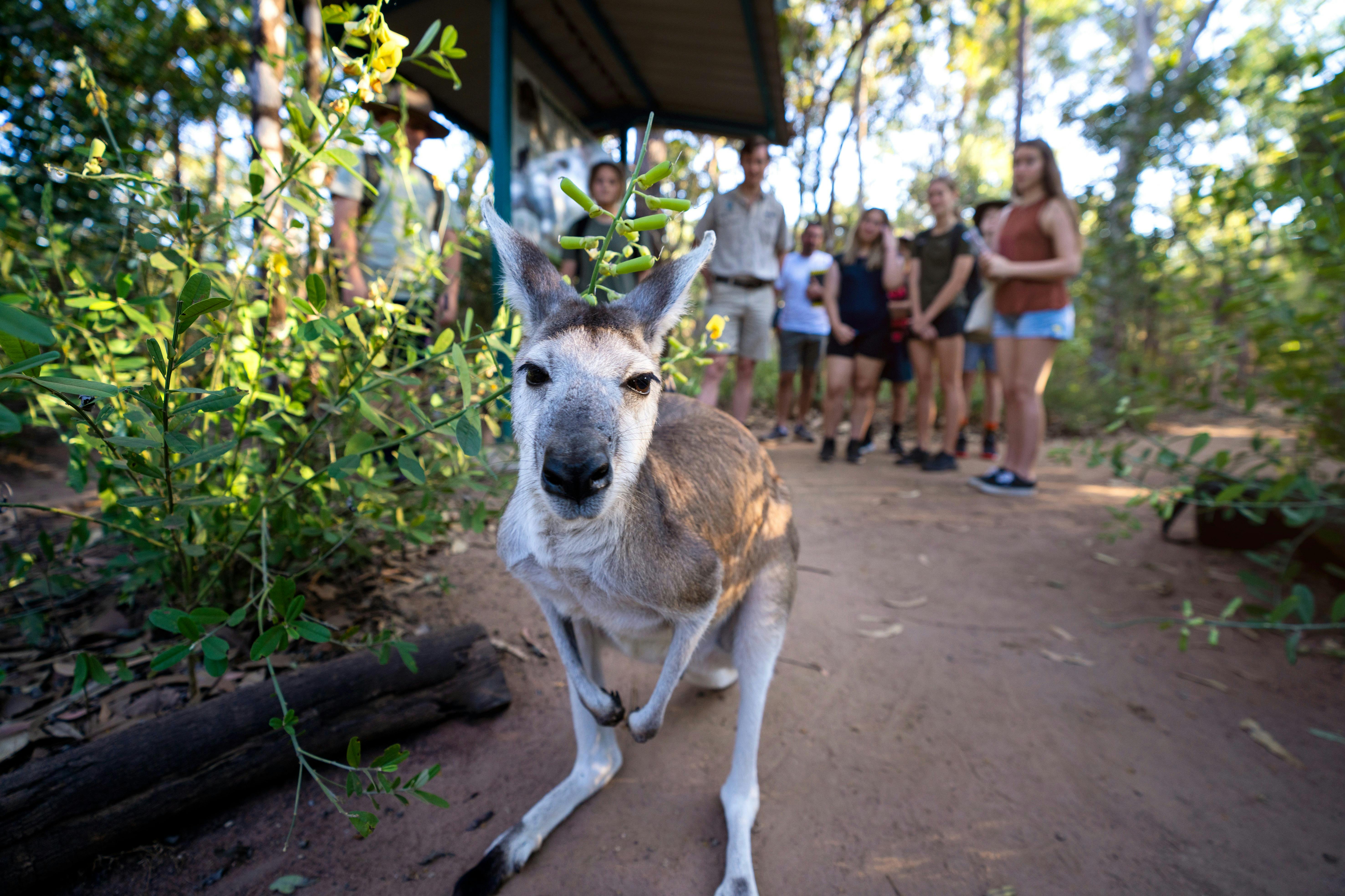 Wallaby Muster keeper talk and feeding