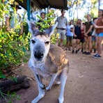 Wallaby Muster keeper talk and feeding