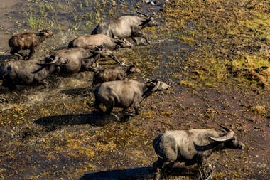 Ultimate Wetlands Scenic Tour