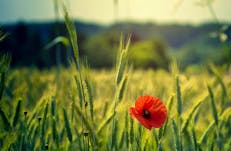 remembrance_day_flower