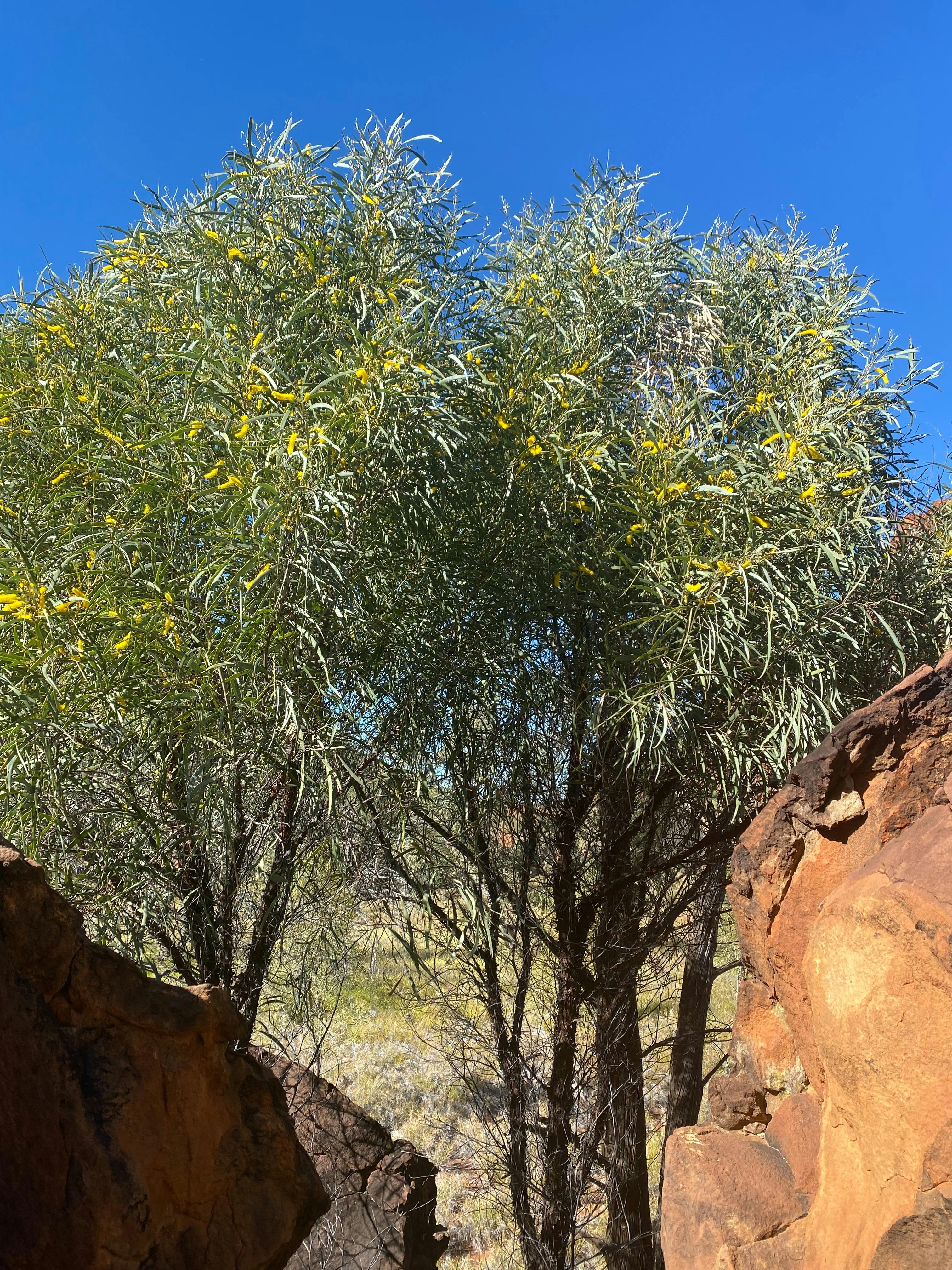 Acacia undoolyana