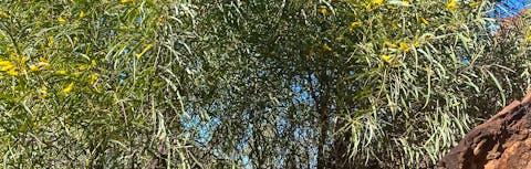 Acacia undoolyana