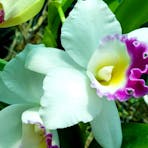 Cattleya