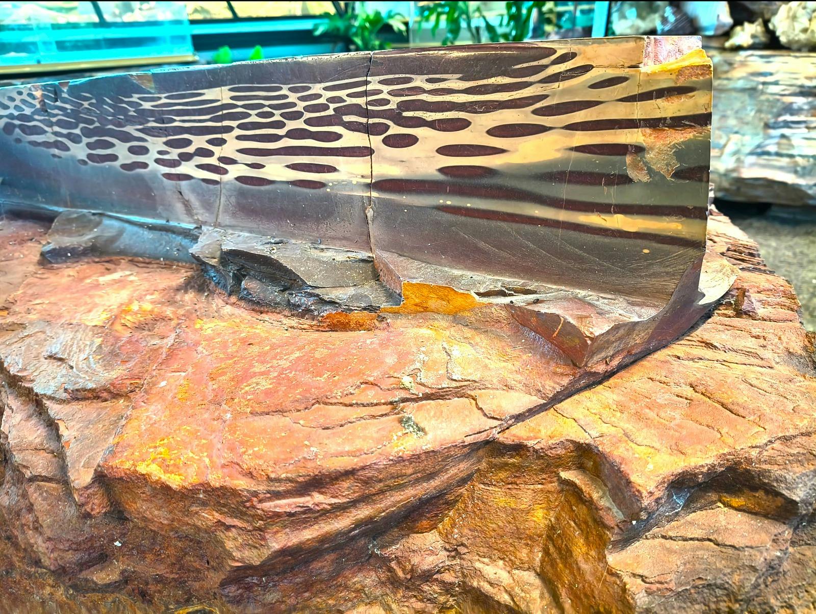 Best  Zebra in captivity