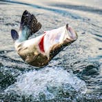 Jumping Barramundi, performing the famous Barramundi head shake