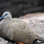 Where to find chestnut-quilled rock pigeon in Kakadu with Luke Paterson bird guide