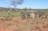 Winnecke Goldfield Cemetery