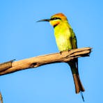 Rainbow Bee-eater