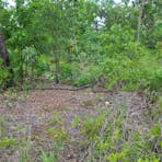 Assumed cemetery location in bushland.
