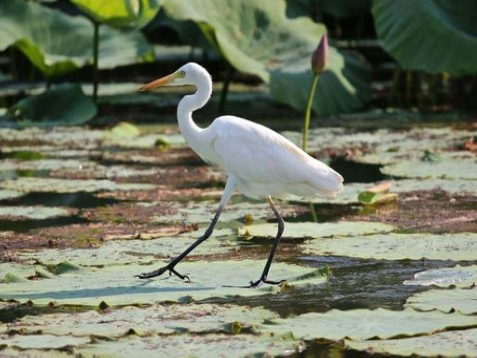 Wetlands Safari Cruise