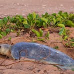 Turtle-Nesting-Ngulbitjik
