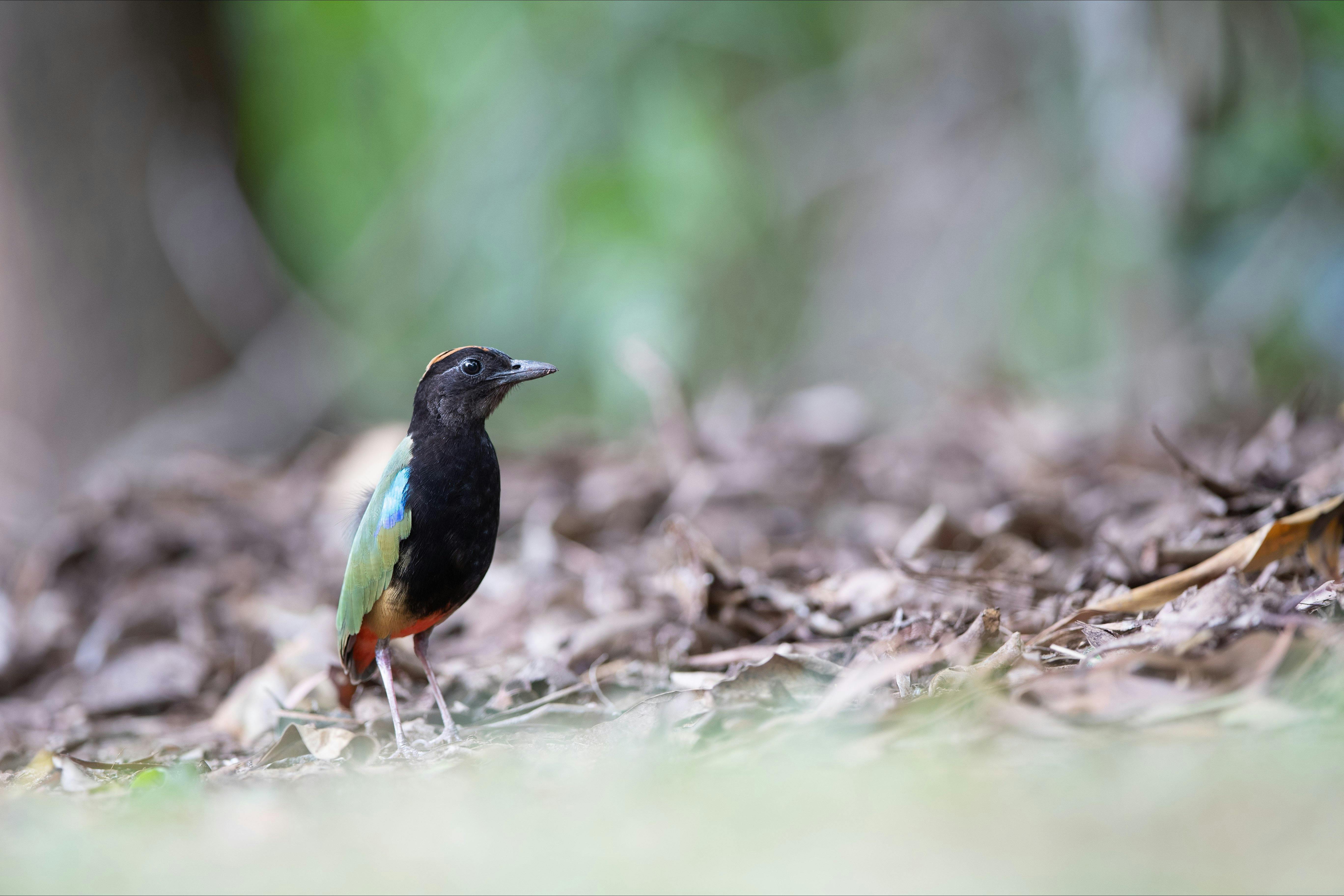 Photographing Rainbow Pitta