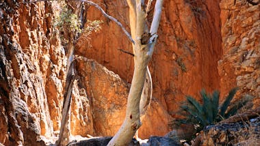1 Day West MacDonnell Ranges Tour