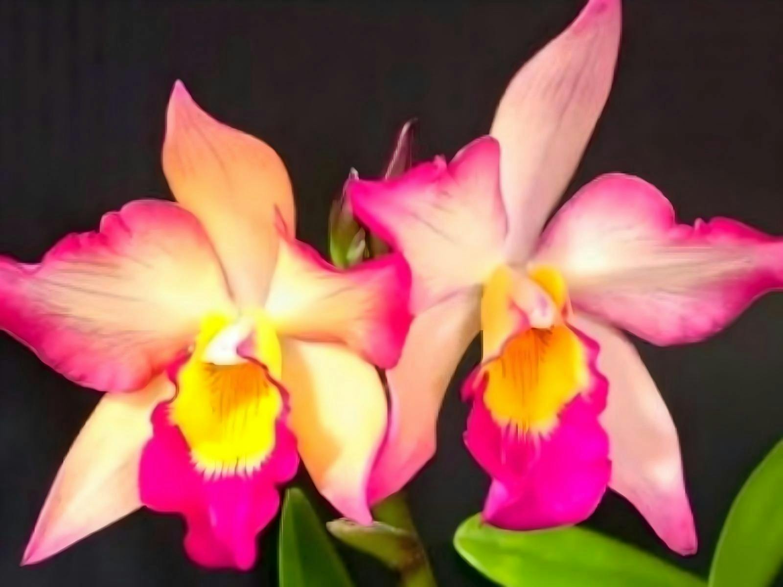 The Nightcliff Orchid Society - Spring Show