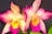 The Nightcliff Orchid Society - Spring Show