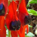 Spectacular low-growing shrub, flowering between Aug and Nov.