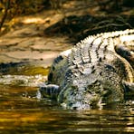 Large Croc East Alligator River