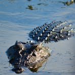 Salt water crocodile
