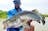 Full Day Barra Fishing Charter