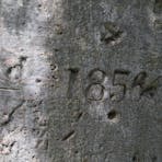 Inscription by Gregory’s party on the trunk of the Boab tree.  The inscription reads: July 2nd 1856.