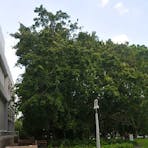 Banyan tree (note astonomical plinth and plaque to the right)