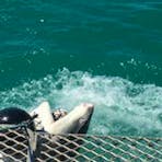 Shark outside the cage on a Darwin Red Devil Charter Shark Cage Dive tour.