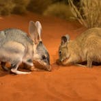 Bilby and Mala at the Desert Park Nocturnal House enclosure with red soil and plants