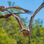 Three whistling kites in flight, flying towards the camera