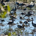 Magpie Geese on Fogg Dam