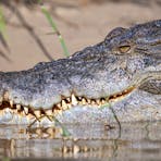 A massive male "Salty" getting some sun rays on a cool dry season morning