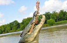 A crocodile jumping at Adelaide River