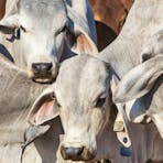 Brahman Bulls