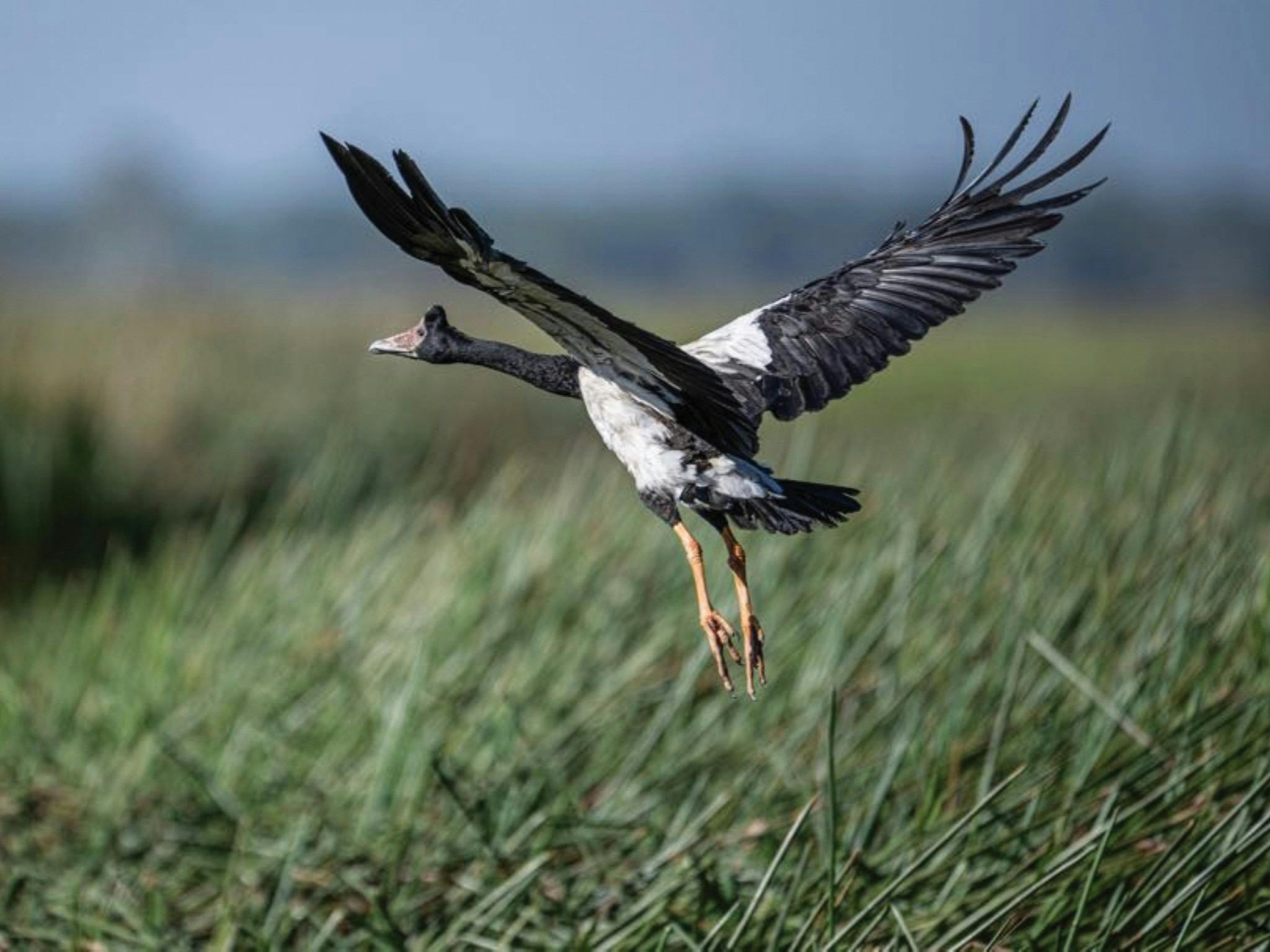 Northern Wildlife Air Safari - 12 days