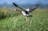 Northern Wildlife Air Safari - 12 days