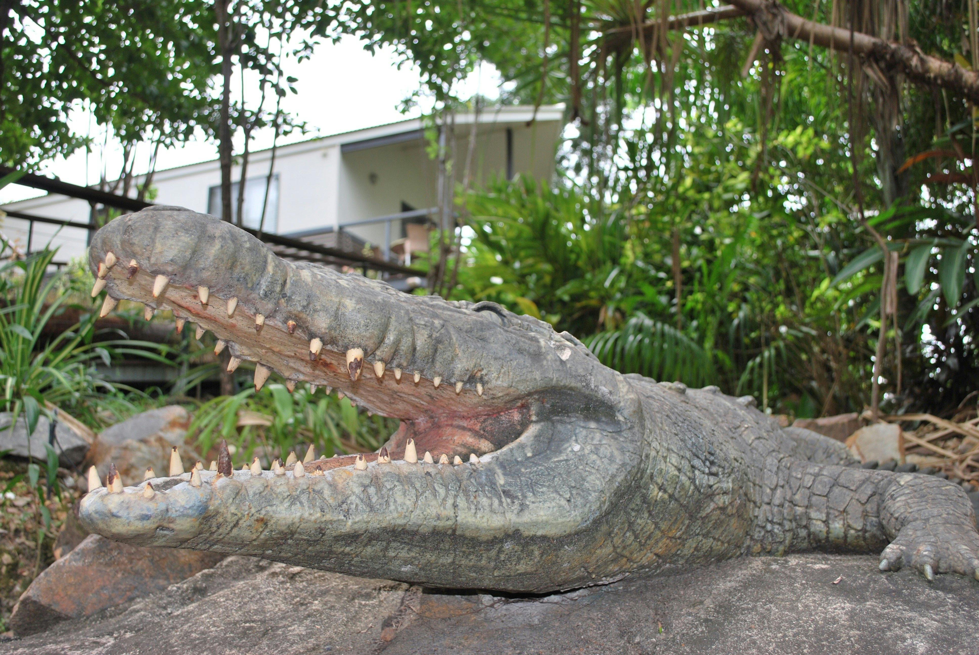 Brutus| our | Friendly | Crocodile