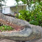 Brutus| our | Friendly | Crocodile