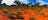 Bindibu Country and the Pintubi Nine