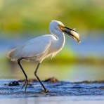 An Egret grabs a bit of lunch