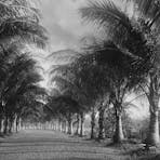 Coconut Avenue, Botanic Gardens, 1895.