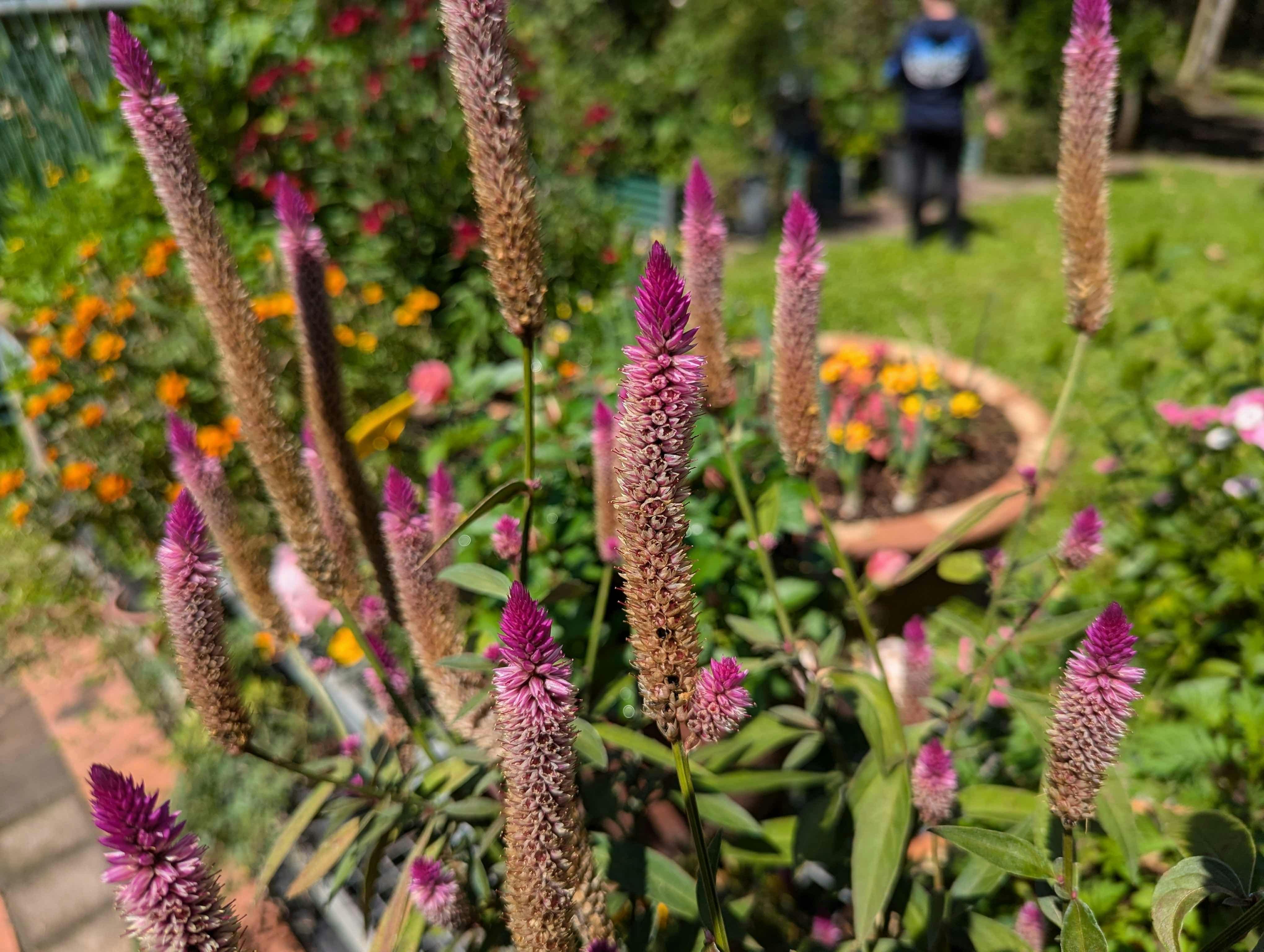 Amaranth