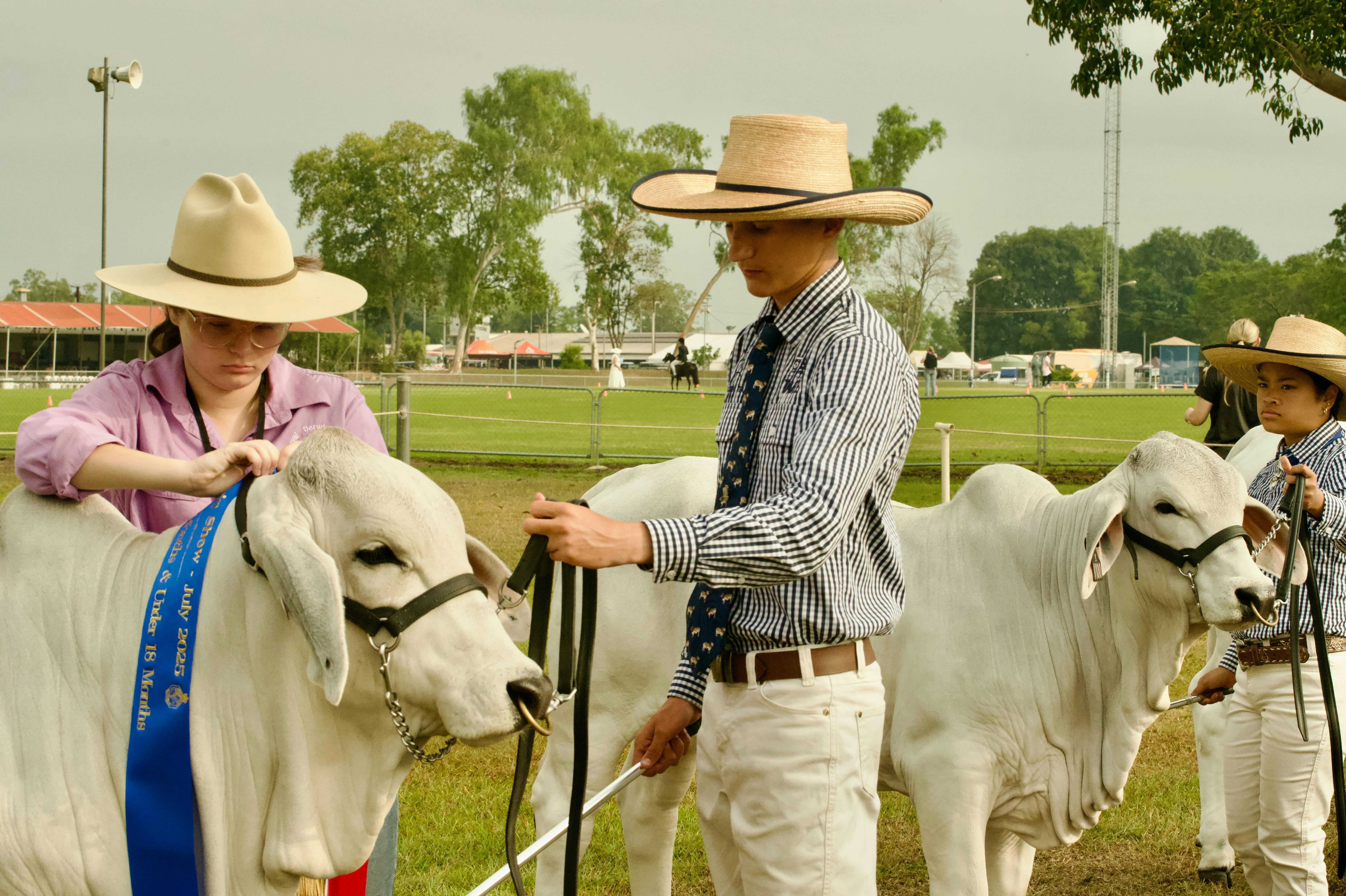 People showing cattle outdoors.  One is wearing an awards ribbon.