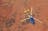 Kings Canyon Scenic Helicopter Tours – Professional Helicopter Services